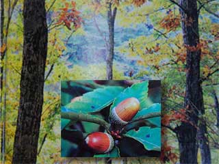 �ǂ񂮂�̎��̂Ȃ�i���̖؂���