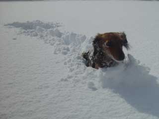 雪の中を進むベリー